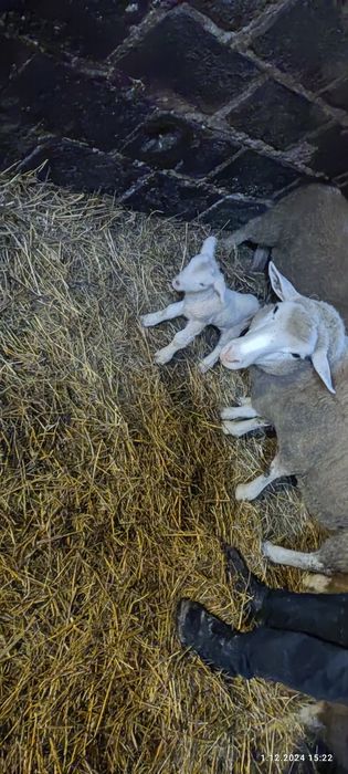 Sprzedam owieczki, baranki
