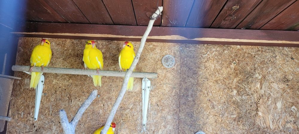 Papugi  faliste młode