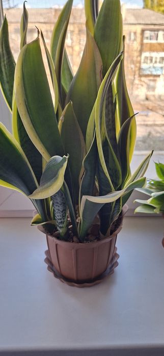 Сансевиерия цветки