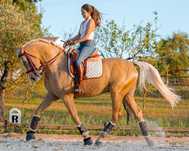 Cavalo Luso-Arabe 5 anos