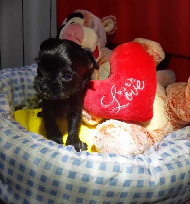 Yorkshire terrier piesek czarny XS