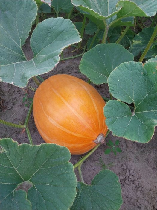 Dynia z wysyłką 15kg