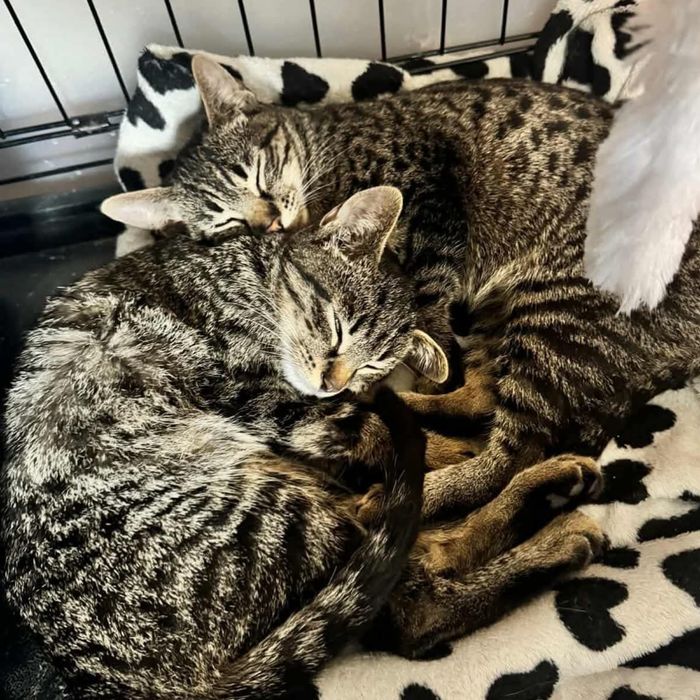 Shrek i Fiona. Cudowny dwupak do adopcji