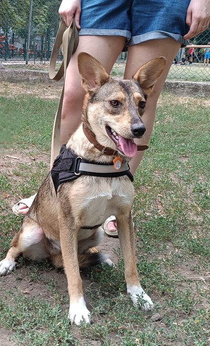 Потерялась собака