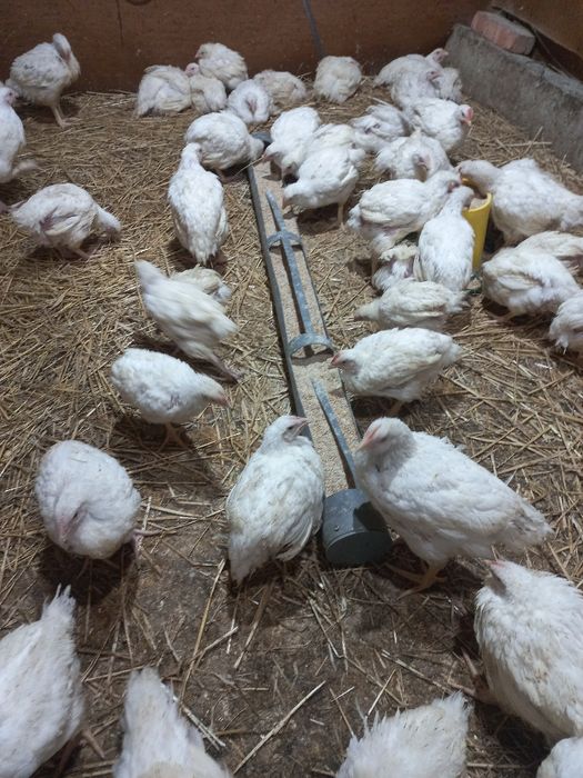 Бройлер 2.5+кг живою вагою