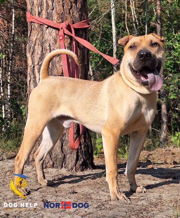 Мікс шарпея та пітбуля Санні шукає дім!