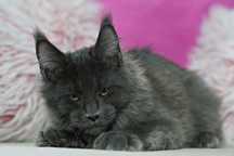 Kocurek maine coon blue solid