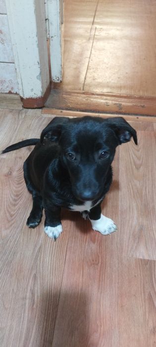 Отдам в хорошие руки . Щенки .