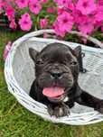 Buldog francuski