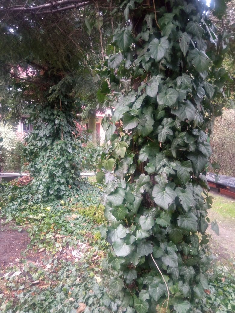 Pędy bluszczu do ukorzenienia