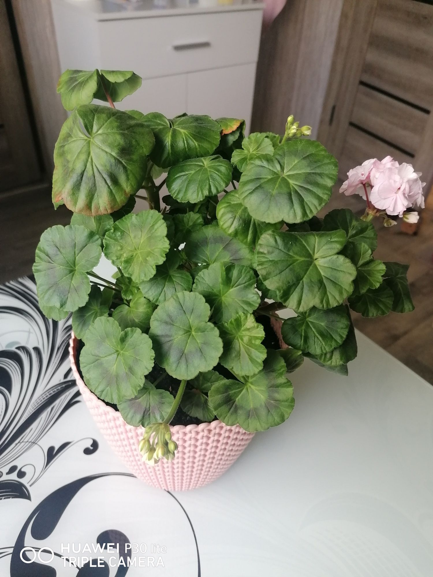 Пеларгонія Malins parla