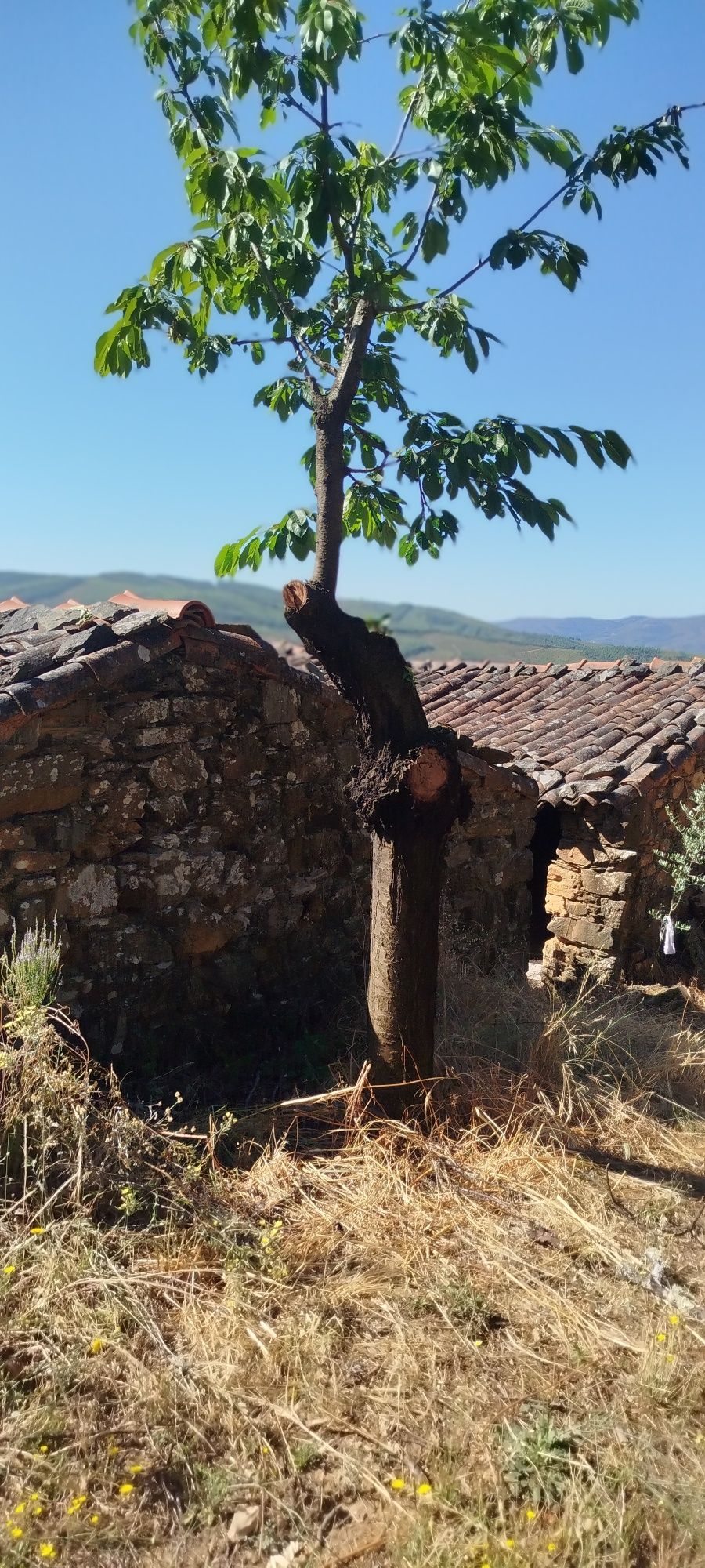 Quinta com duas casas em xisto
