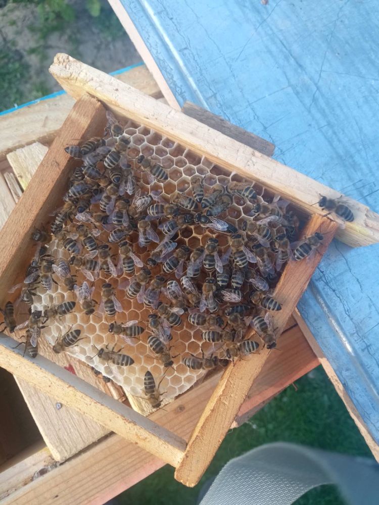 Бджоломатки Карпатки 2024 в наявності