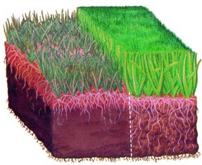 Nawóz do trawników LETNI super efekt trawa w rolkach