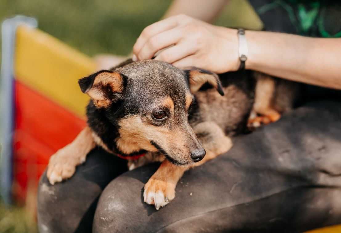 5-kilogramowy, delikatny Maluszek poleca się do adopcji!!!