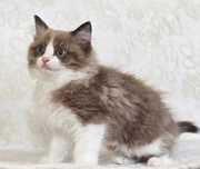 Cudowne kocięta Ragdoll