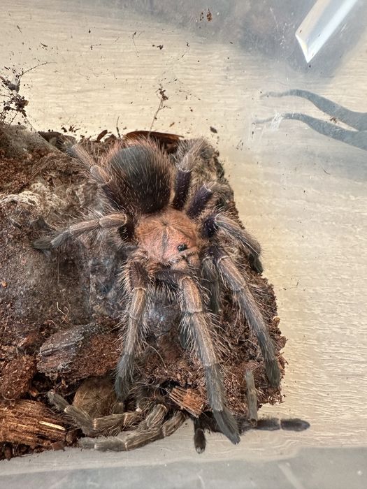 Ptasznik Phormictopus sp. Dominican purple Samica 5DC