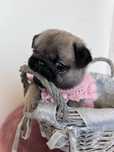 Mops Szczenie Layla ZKwP FCI rodowod