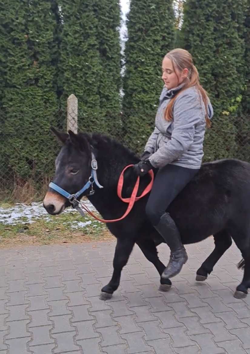 Muł 5 letni, do spacerów, bryczki, spokojnej jazdy, z paszportem