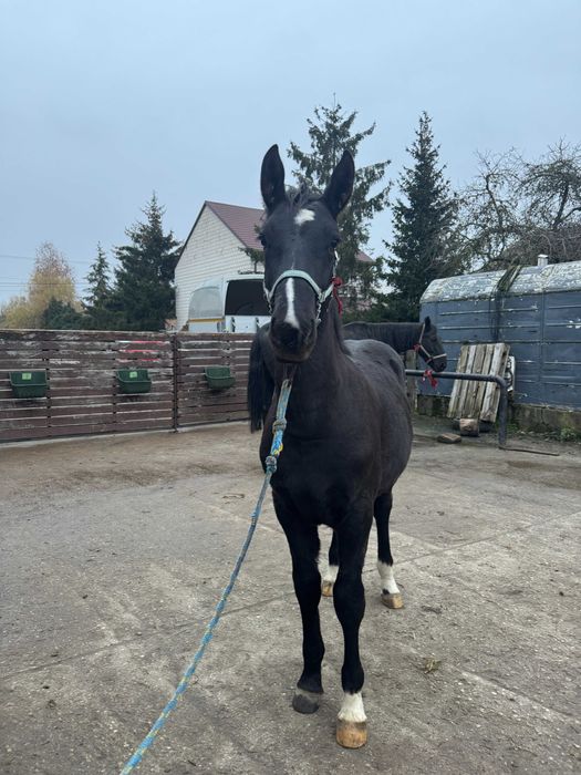 Sprzedam ogierka śląskiego