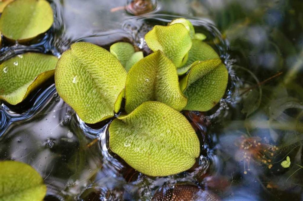 Planta flutuante para aquário ou lago