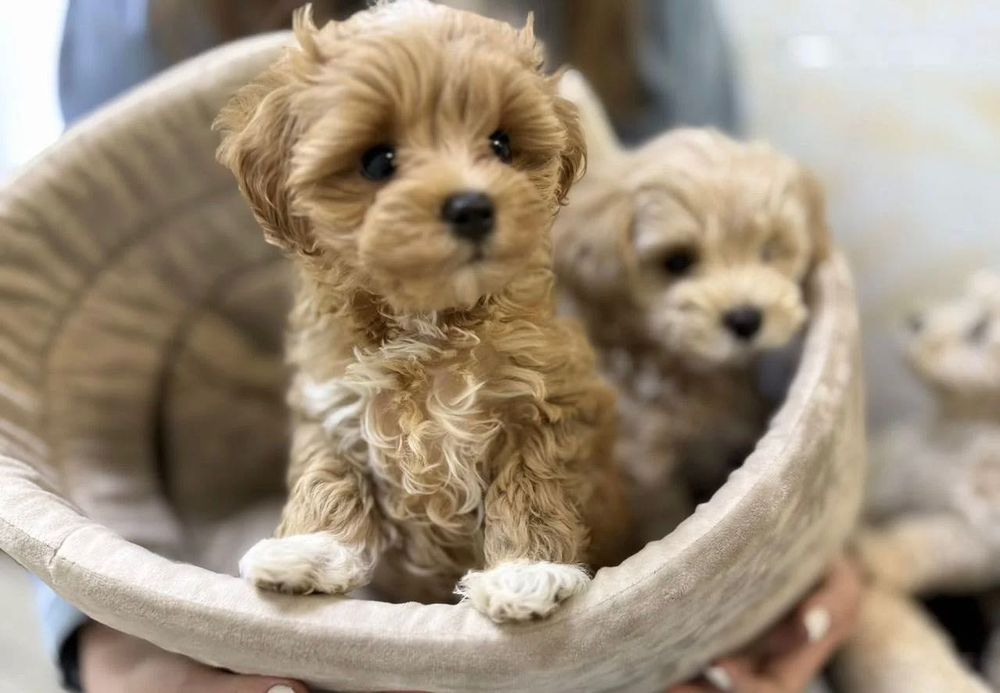 Мальтипу ф1 продаж