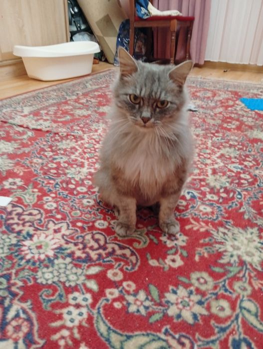 Шукаю теплі і добрі руки для ніжної кицюні