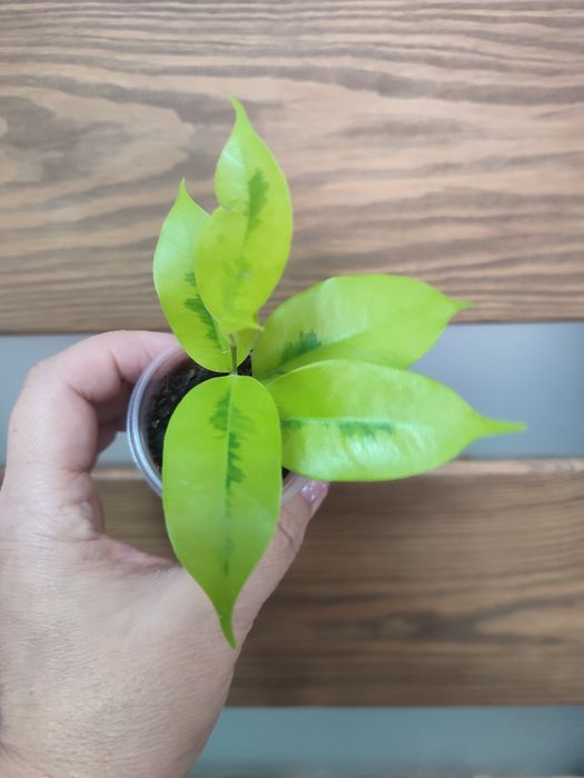 Фікус   Еллоу Голд вар, Джулія, диверсифолія розписна