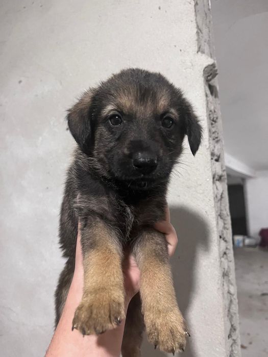 Ultimo bebe da ninhada