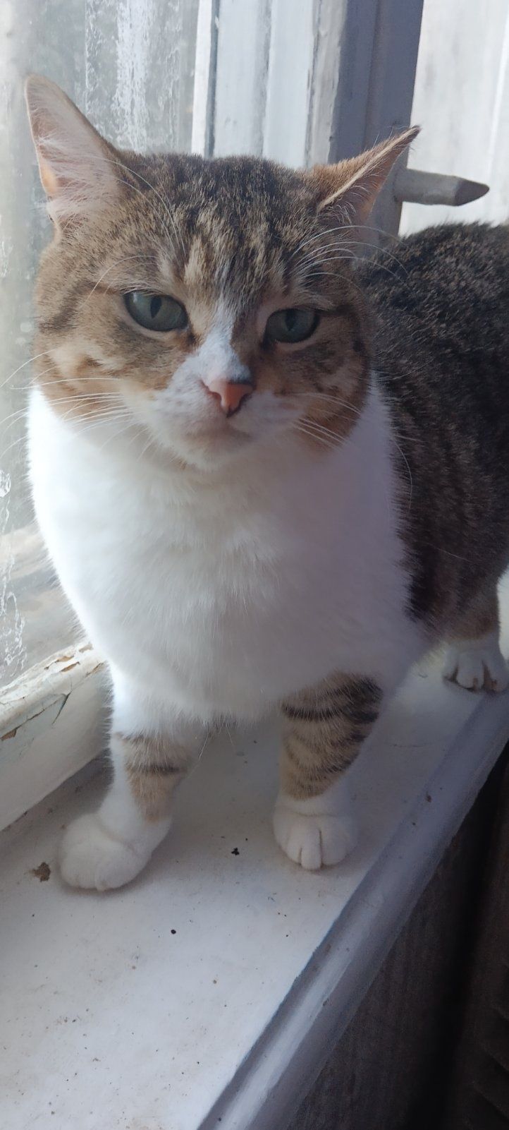 2 Кошечки и 1котик.