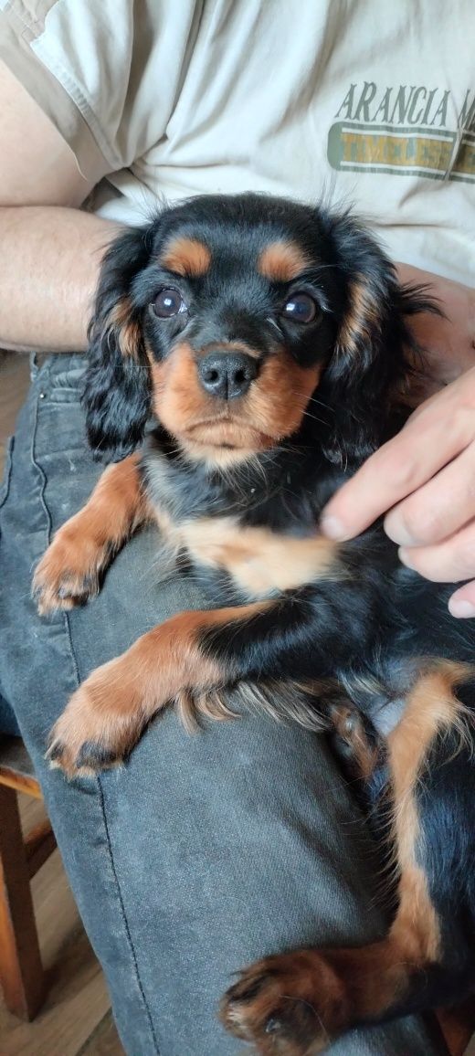 Cavalier King Charles Spaniel