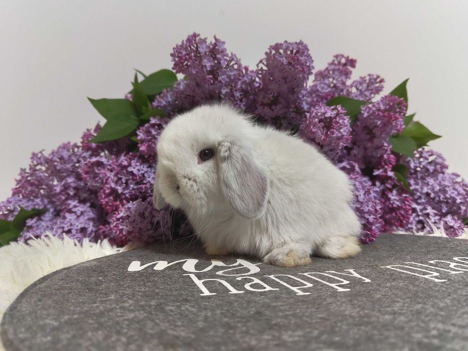 Piękne króliczki Mini Lop. Króliczek miniaturka. Szczepienia.