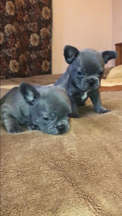 Французький бульдог, дівчинка.