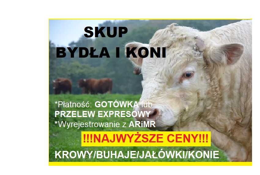 SKUP Bydła Koni Żywca !UBÓJ! Krowy,Krowa,Byk,Byków,Konie,Koń