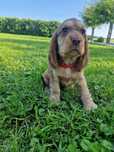 Cocker spaniel angielski suczka sobolowa
