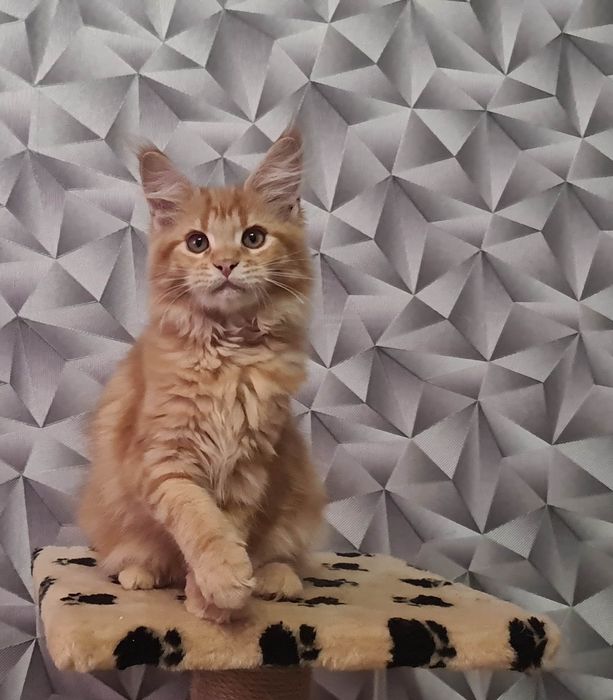 Котята породы мейн-кун, девочки и мальчики