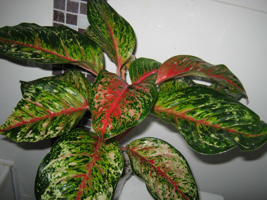 аглаонема 10 карат есть много других сортов детки от 350грн