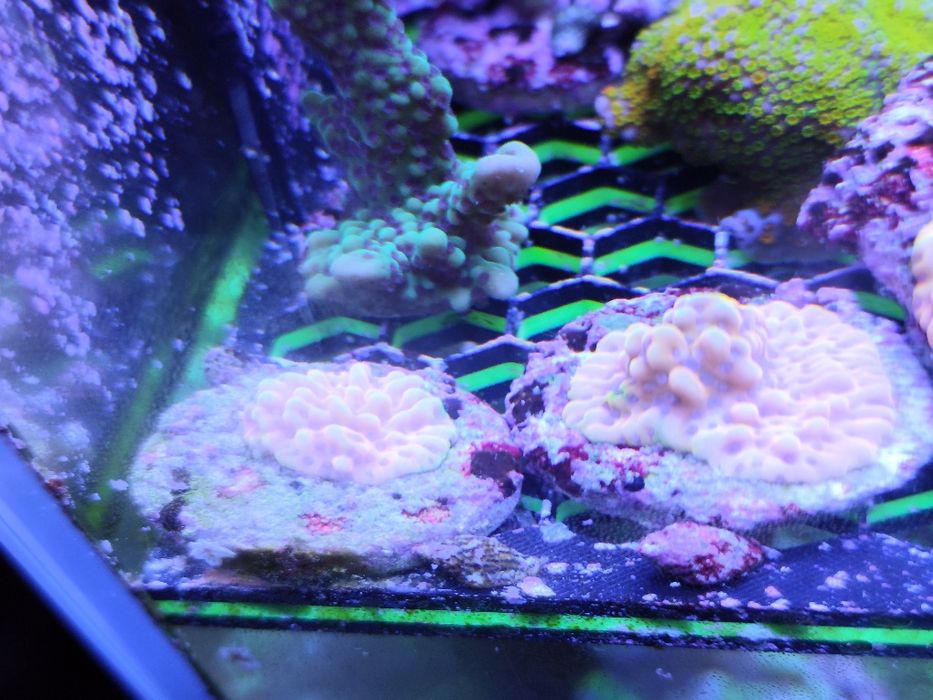 Montipora Crazy T (koralowiec SPS,akwarium morskie) szczepka
