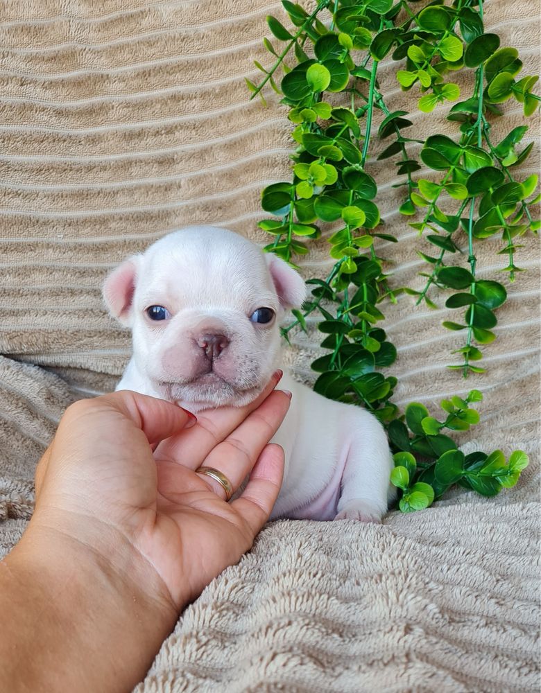 Estupendo Bulldog/Bouledogue Francês. Qualidade