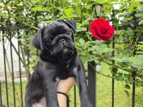 Mops mopsiczka czarna suczka