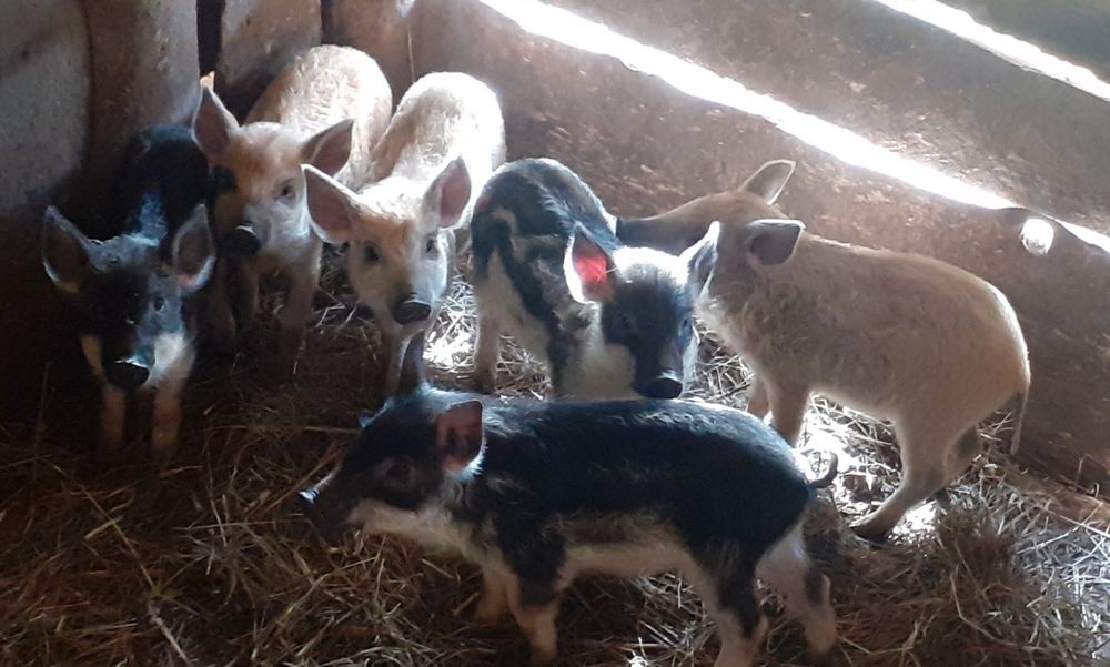 Венгерська мангалиця поросята домашні