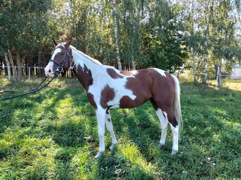 3.5 letni srokaty wałach