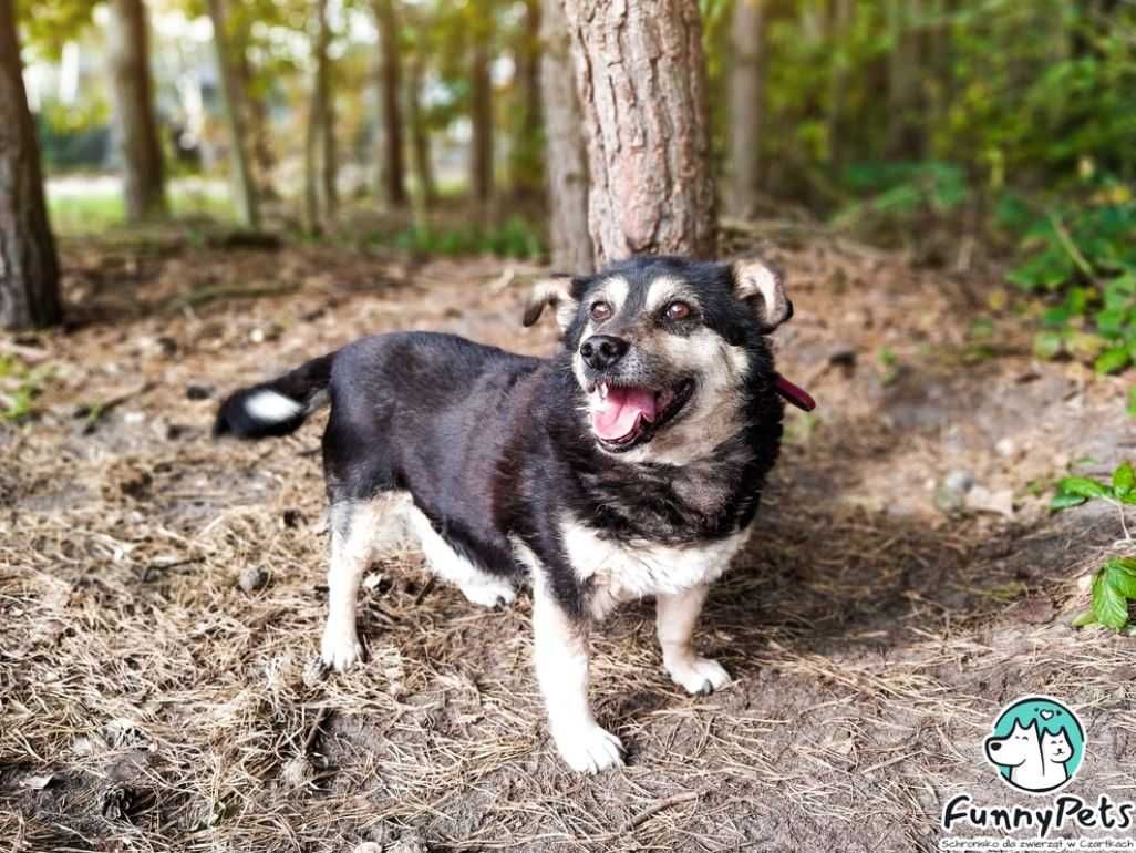 Ponad 12 lat w schronisku... Błagamy o dom dla Warkotka...