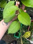 Hoya hoja Icensis, cięta sadzonka ze zdjęcia. Z kwiatem.