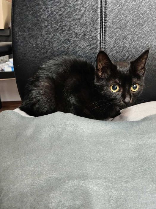 Karolek – czarny koci dżentelmen z wielkim sercem szuka domu!