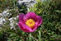Sementes Rosa-Albardeira Rosa-de-Lobo Peónia