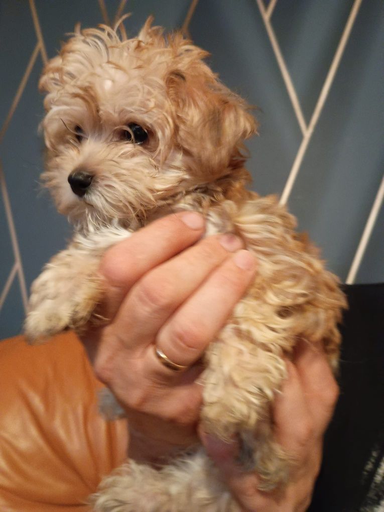 Morkie, Morkshire suczka
