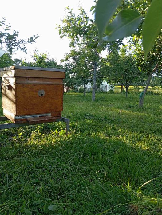 Продам 4 вулики.