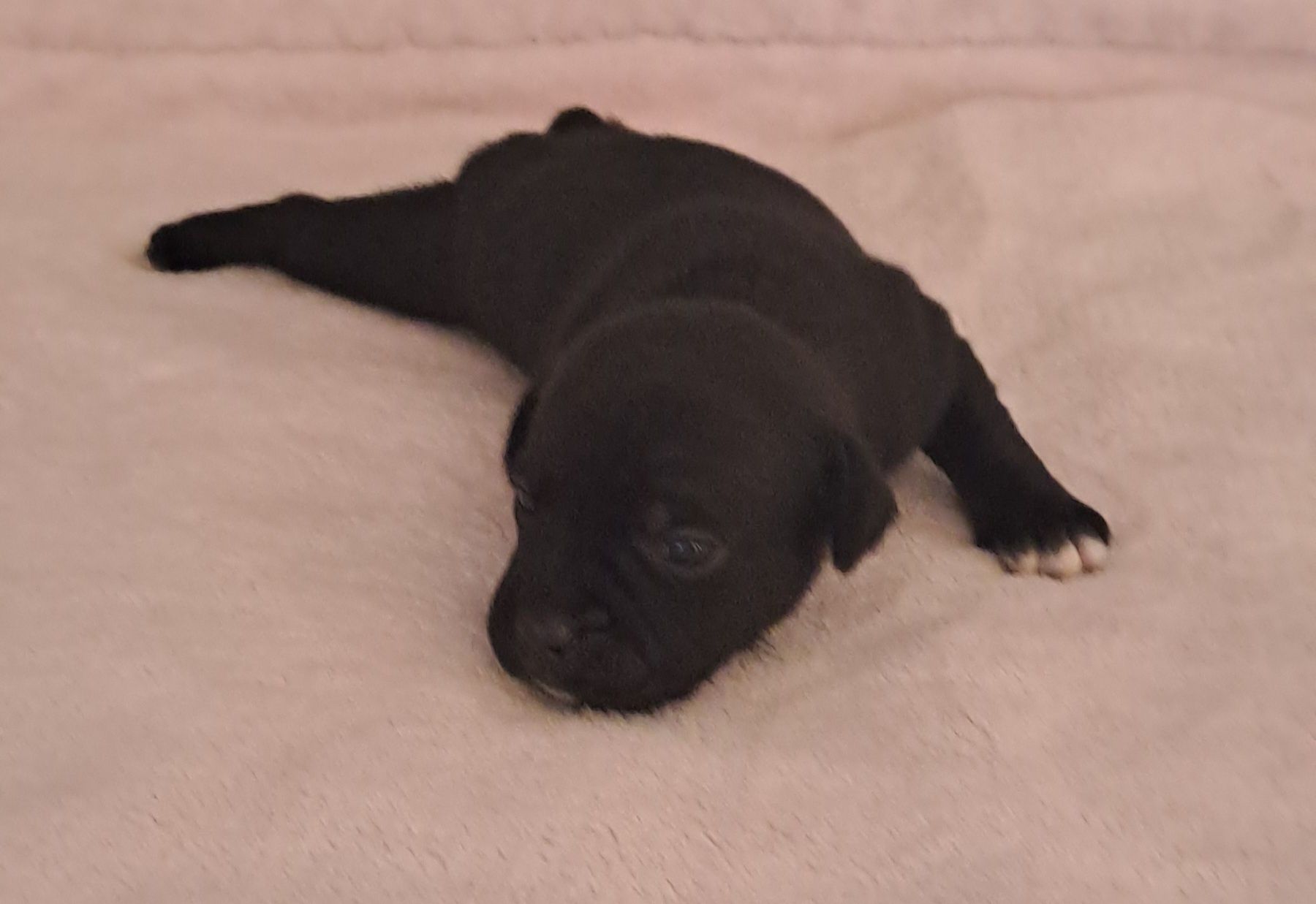 Staffordshire Bull Terrier FCI (ZKwP) staffik SUCZKA