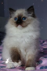 Kotka ragdoll seal mitted